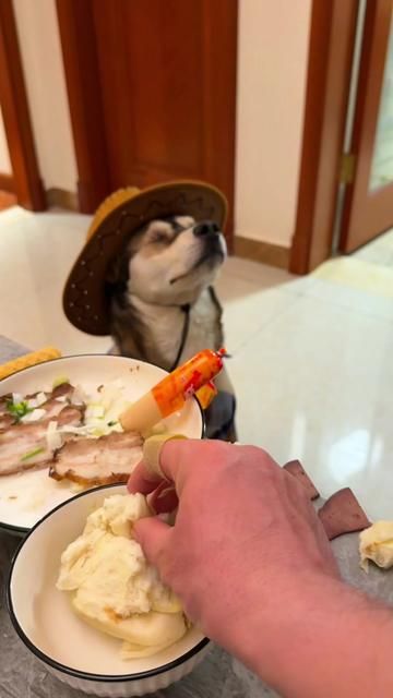 Dog's Thoughts Written on Face: Understanding Canine Expressions