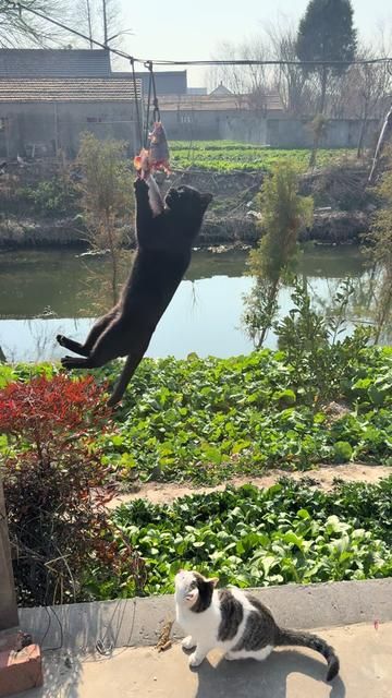 Cat's Life on the Edge Doubles the Deliciousness - Eat and Take Away, One is Evening