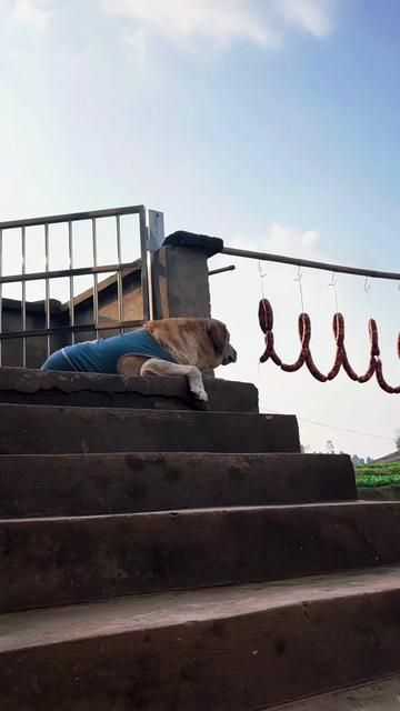 Labrador Guarding Sausages - Can't Stop Drooling!