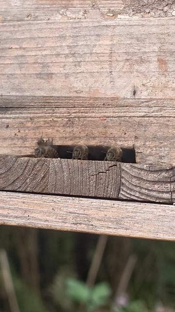 Honeycomb Guards: The Protective Bees of the Hive