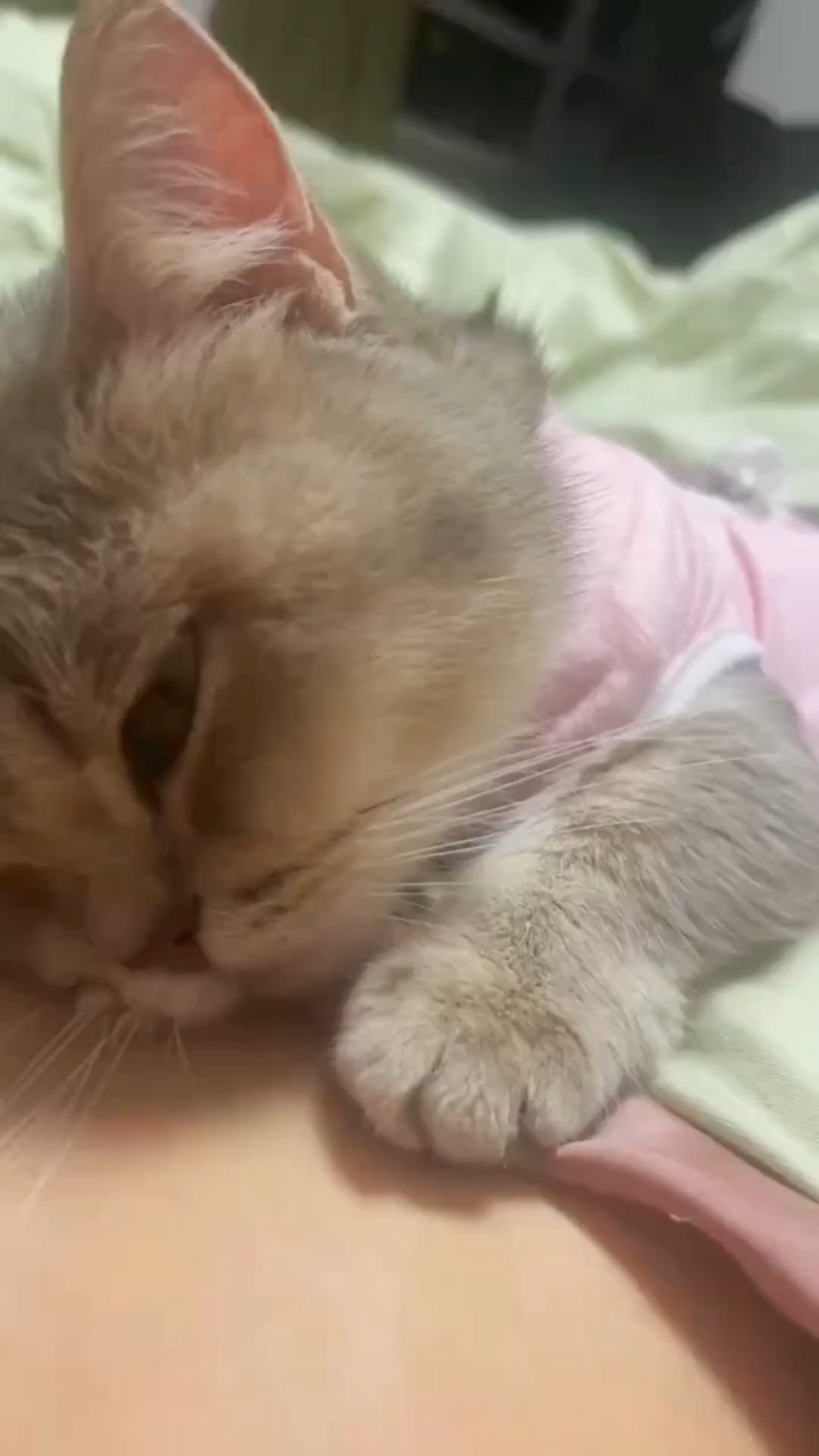 It is a blessing to be trusted by kittten