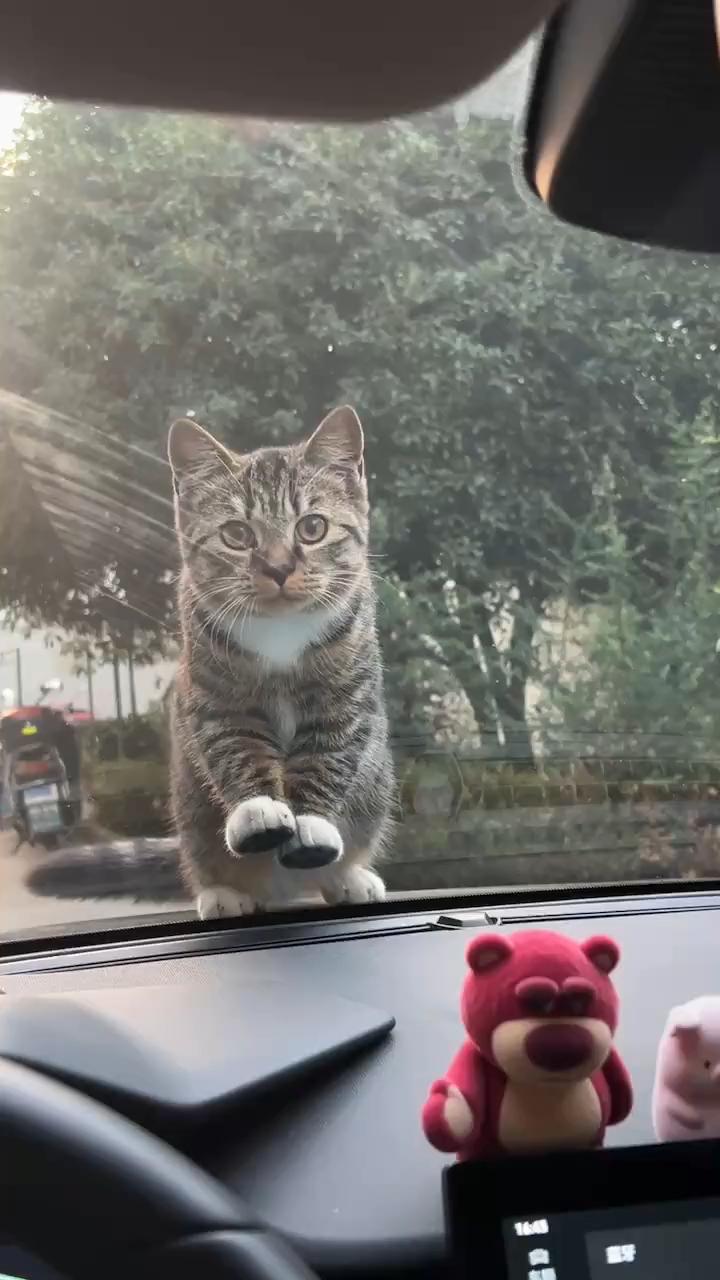 Whose little cat doesn't wash its feet