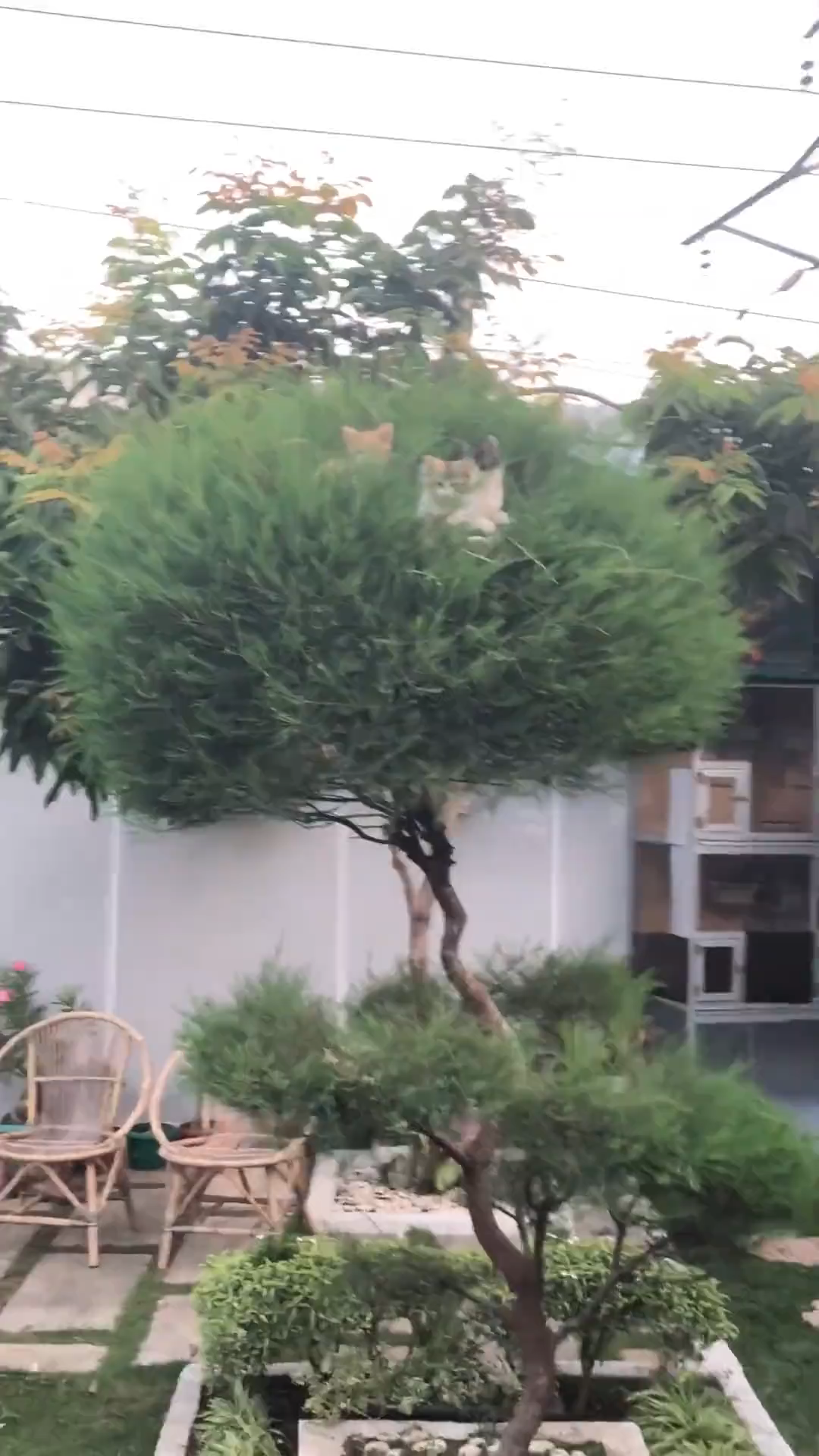 help me see what kind of bird is on the tree