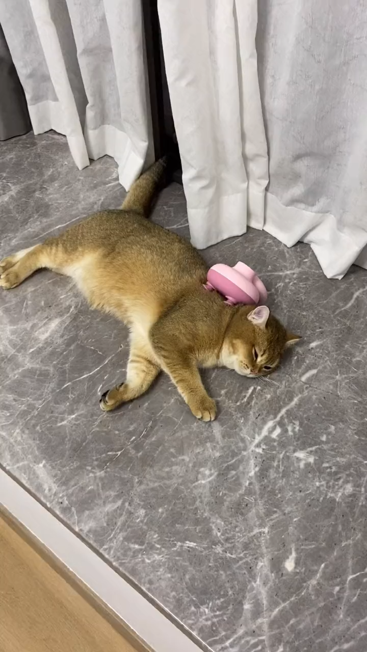 cat massage