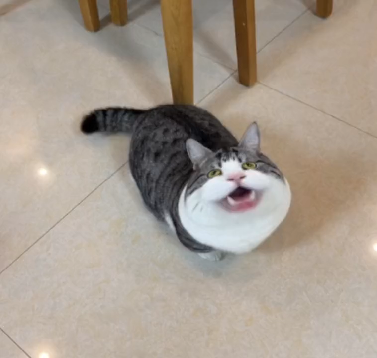 Big mouthed cat