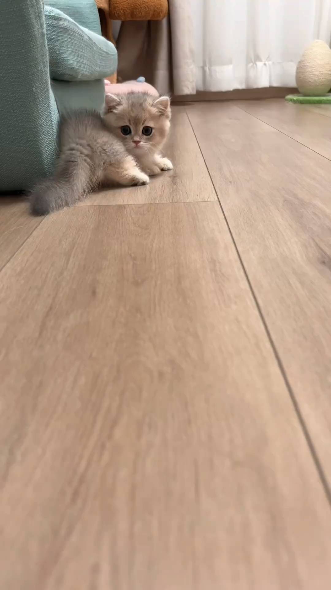 Look! Such a cute little kitten, @ your good friend to give you a gift!