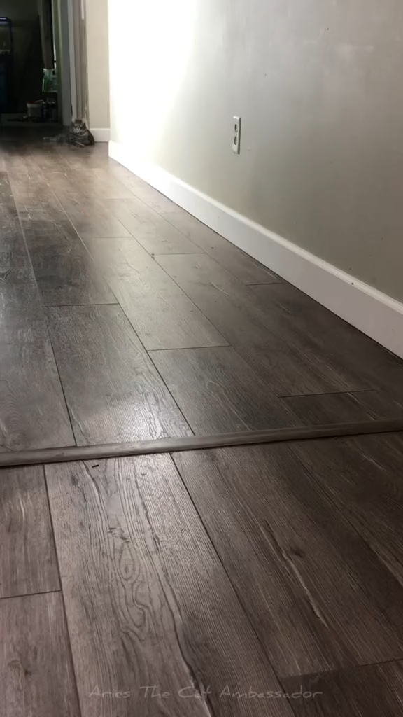 Fast as he wants to be when the treat bag opens.     