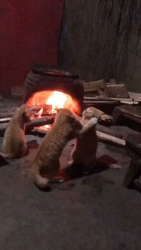  🐈