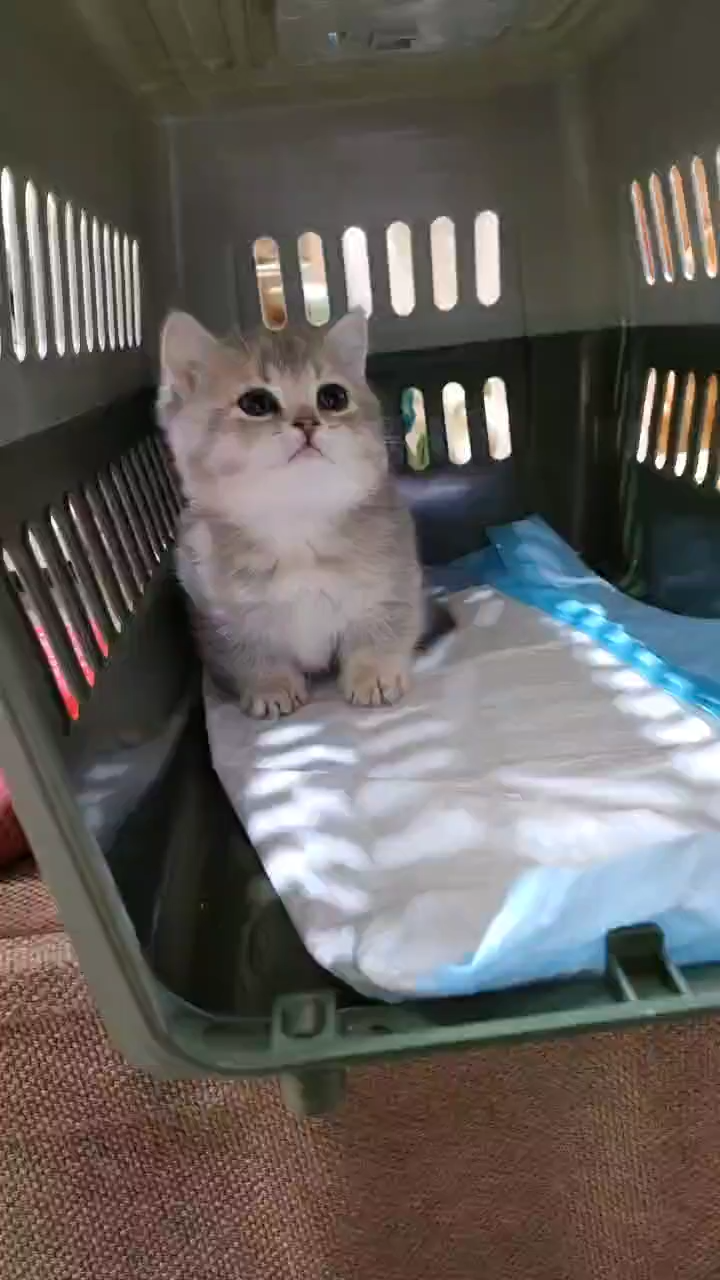 Just weaned, I left my mother and tears came to my side. I swear I will never leave you for the rest of my life