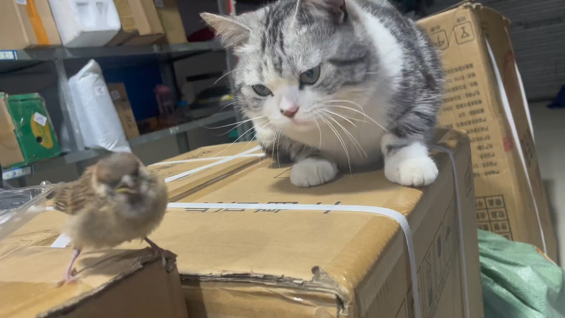 Gentle cat