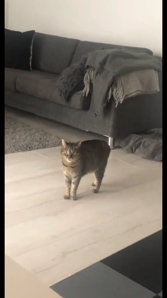 She has a ✨cattitude✨ problem😌    