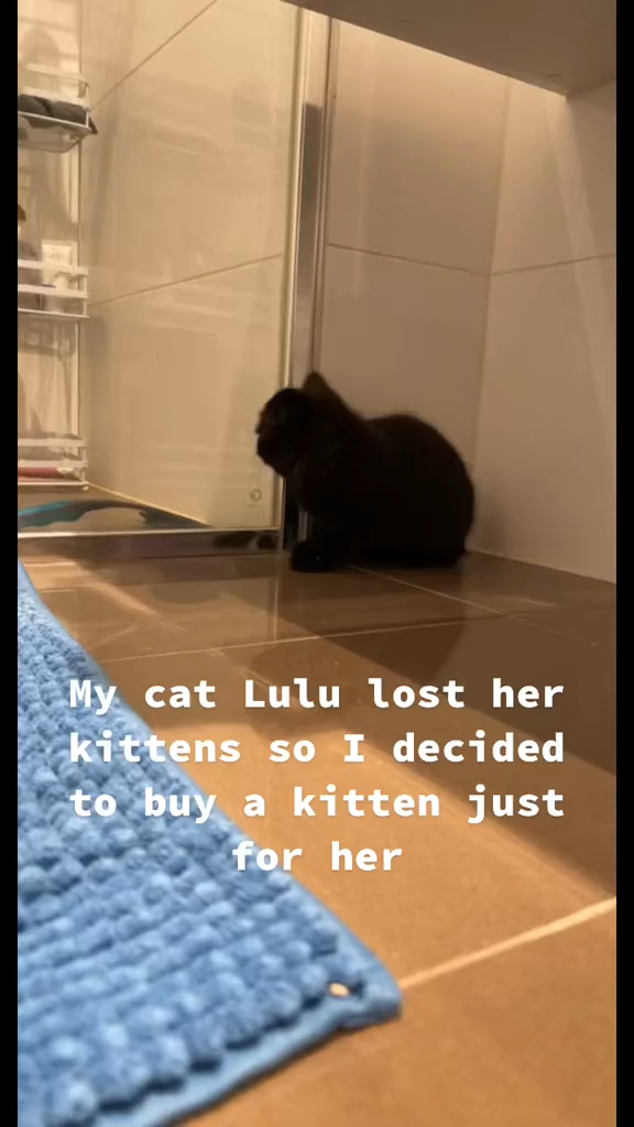 Its not my kitten its Lulu’s kitten