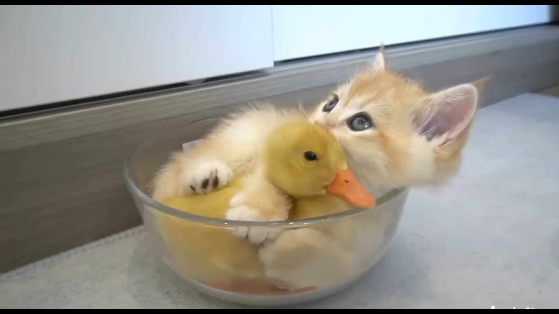 A loving kitten and a reluctant duckling